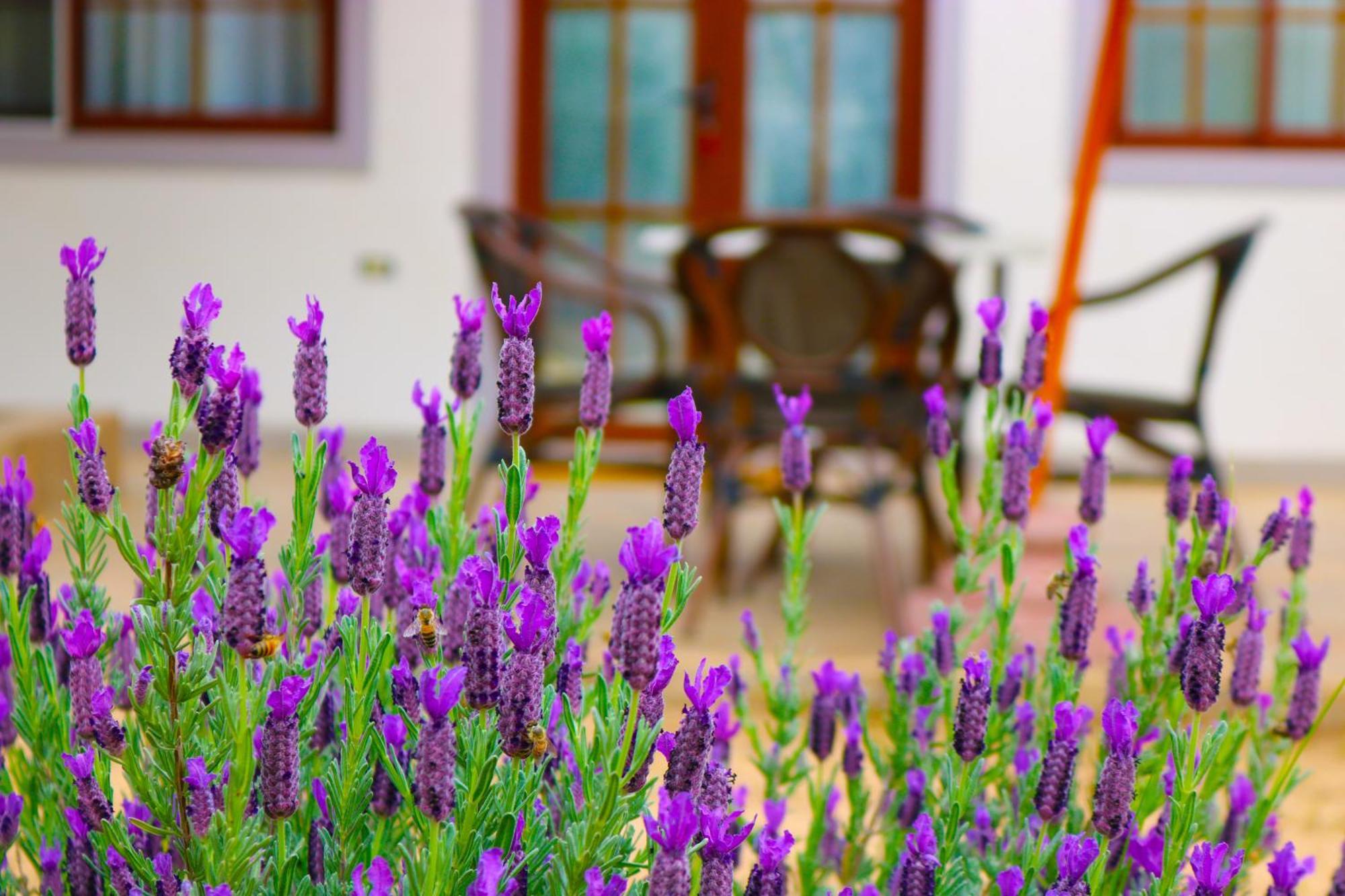 Hotel Boutique Solaz Bella Vista De Colchagua 산타크루스 외부 사진